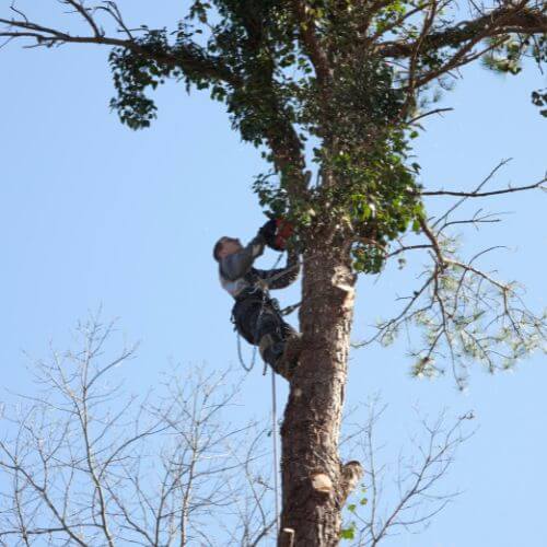 Climber trimming branches high in a tree
